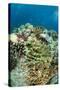 Coral Reef Diversity, Fiji-Pete Oxford-Stretched Canvas