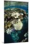 Coral Reef Diversity, Fiji-Pete Oxford-Mounted Photographic Print