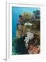 Coral Reef Diversity, Fiji-Pete Oxford-Framed Photographic Print