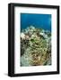 Coral Reef Diversity, Fiji-Pete Oxford-Framed Photographic Print