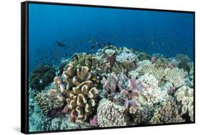 Coral Reef Diversity, Fiji-Pete Oxford-Framed Stretched Canvas
