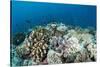 Coral Reef Diversity, Fiji-Pete Oxford-Stretched Canvas