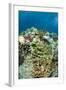 Coral Reef Diversity, Fiji-Pete Oxford-Framed Photographic Print