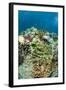 Coral Reef Diversity, Fiji-Pete Oxford-Framed Photographic Print