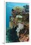 Coral Reef Diversity, Fiji-Pete Oxford-Framed Photographic Print