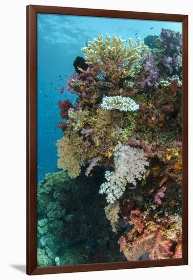 Coral Reef Diversity, Fiji-Pete Oxford-Framed Photographic Print