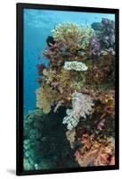 Coral Reef Diversity, Fiji-Pete Oxford-Framed Photographic Print