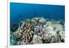 Coral Reef Diversity, Fiji-Pete Oxford-Framed Photographic Print