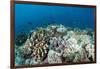 Coral Reef Diversity, Fiji-Pete Oxford-Framed Photographic Print