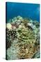 Coral Reef Diversity, Fiji-Pete Oxford-Stretched Canvas