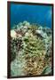 Coral Reef Diversity, Fiji-Pete Oxford-Framed Photographic Print