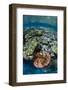 Coral Reef Diversity, Fiji-Pete Oxford-Framed Photographic Print