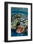 Coral Reef Diversity, Fiji-Pete Oxford-Framed Photographic Print