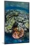 Coral Reef Diversity, Fiji-Pete Oxford-Mounted Photographic Print