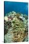 Coral Reef Diversity, Fiji-Pete Oxford-Stretched Canvas