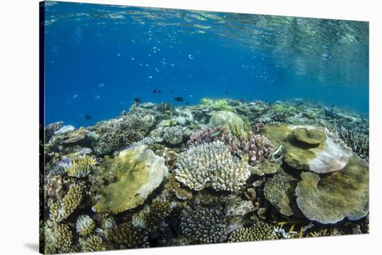 Coral Reef Diversity, Fiji-Pete Oxford-Stretched Canvas