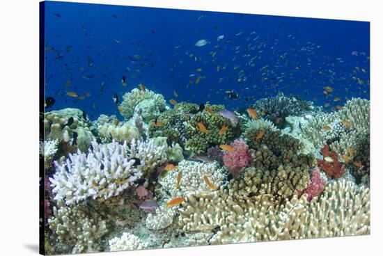 Coral Reef Diversity, Fiji-Pete Oxford-Stretched Canvas