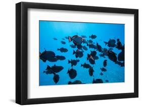 Coral Reef Fish Swimming in the Pacific Ocean, Tahiti, French Polynesia-null-Framed Photographic Print