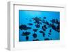 Coral Reef Fish Swimming in the Pacific Ocean, Tahiti, French Polynesia-null-Framed Photographic Print