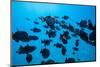 Coral Reef Fish Swimming in the Pacific Ocean, Tahiti, French Polynesia-null-Mounted Photographic Print