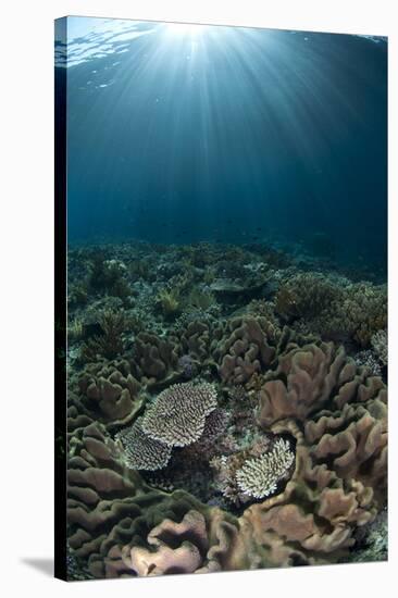 Coral reef habitat with sunbeams, Wetar Island, Barat Daya Islands, Lesser Sunda Islands-Colin Marshall-Stretched Canvas
