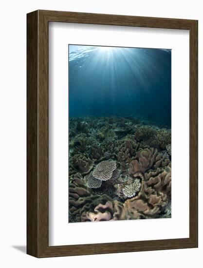 Coral reef habitat with sunbeams, Wetar Island, Barat Daya Islands, Lesser Sunda Islands-Colin Marshall-Framed Photographic Print