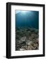 Coral reef habitat with sunbeams, Wetar Island, Barat Daya Islands, Lesser Sunda Islands-Colin Marshall-Framed Photographic Print