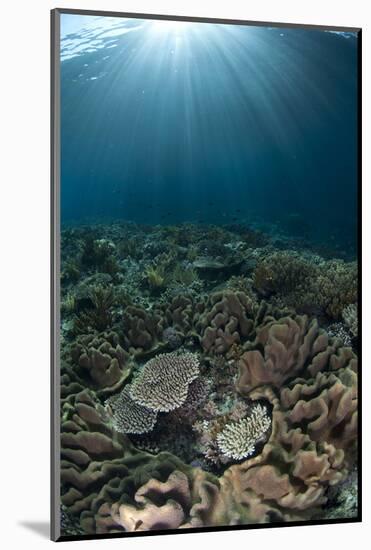 Coral reef habitat with sunbeams, Wetar Island, Barat Daya Islands, Lesser Sunda Islands-Colin Marshall-Mounted Photographic Print
