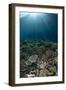 Coral reef habitat with sunbeams, Wetar Island, Barat Daya Islands, Lesser Sunda Islands-Colin Marshall-Framed Photographic Print