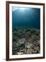 Coral reef habitat with sunbeams, Wetar Island, Barat Daya Islands, Lesser Sunda Islands-Colin Marshall-Framed Photographic Print