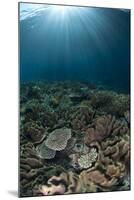 Coral reef habitat with sunbeams, Wetar Island, Barat Daya Islands, Lesser Sunda Islands-Colin Marshall-Mounted Photographic Print