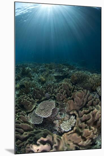 Coral reef habitat with sunbeams, Wetar Island, Barat Daya Islands, Lesser Sunda Islands-Colin Marshall-Mounted Photographic Print