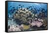 Coral reef habitat, with triggerfish school, Perpendicular Wall dive site, Christmas Island-Colin Marshall-Framed Stretched Canvas