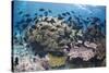 Coral reef habitat, with triggerfish school, Perpendicular Wall dive site, Christmas Island-Colin Marshall-Stretched Canvas