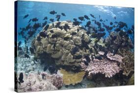 Coral reef habitat, with triggerfish school, Perpendicular Wall dive site, Christmas Island-Colin Marshall-Stretched Canvas