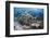 Coral reef habitat, with triggerfish school, Perpendicular Wall dive site, Christmas Island-Colin Marshall-Framed Photographic Print