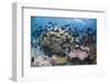 Coral reef habitat, with triggerfish school, Perpendicular Wall dive site, Christmas Island-Colin Marshall-Framed Photographic Print