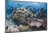 Coral reef habitat, with triggerfish school, Perpendicular Wall dive site, Christmas Island-Colin Marshall-Mounted Photographic Print