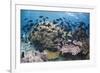 Coral reef habitat, with triggerfish school, Perpendicular Wall dive site, Christmas Island-Colin Marshall-Framed Photographic Print