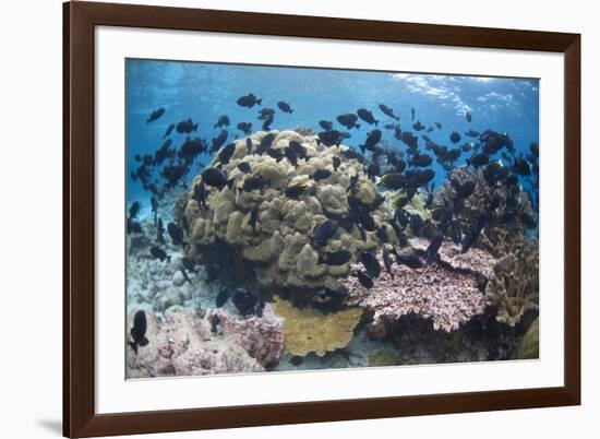 Coral reef habitat, with triggerfish school, Perpendicular Wall dive site, Christmas Island-Colin Marshall-Framed Photographic Print