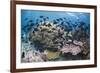 Coral reef habitat, with triggerfish school, Perpendicular Wall dive site, Christmas Island-Colin Marshall-Framed Photographic Print