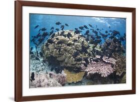 Coral reef habitat, with triggerfish school, Perpendicular Wall dive site, Christmas Island-Colin Marshall-Framed Photographic Print