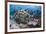 Coral reef habitat, with triggerfish school, Perpendicular Wall dive site, Christmas Island-Colin Marshall-Framed Photographic Print