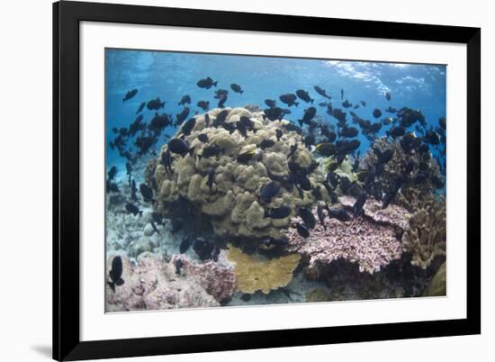 Coral reef habitat, with triggerfish school, Perpendicular Wall dive site, Christmas Island-Colin Marshall-Framed Photographic Print