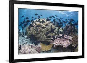 Coral reef habitat, with triggerfish school, Perpendicular Wall dive site, Christmas Island-Colin Marshall-Framed Photographic Print