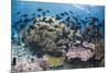 Coral reef habitat, with triggerfish school, Perpendicular Wall dive site, Christmas Island-Colin Marshall-Mounted Photographic Print