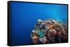 Coral Reef in a Tropical Sea. Philippines, Balicasag Island-Dudarev Mikhail-Framed Stretched Canvas