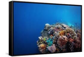 Coral Reef in a Tropical Sea. Philippines, Balicasag Island-Dudarev Mikhail-Framed Stretched Canvas