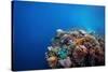 Coral Reef in a Tropical Sea. Philippines, Balicasag Island-Dudarev Mikhail-Stretched Canvas