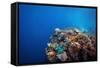 Coral Reef in a Tropical Sea. Philippines, Balicasag Island-Dudarev Mikhail-Framed Stretched Canvas